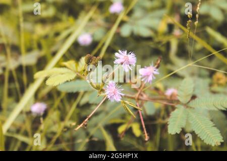 Gros plan sur les fleurs touch-me-NOT Banque D'Images
