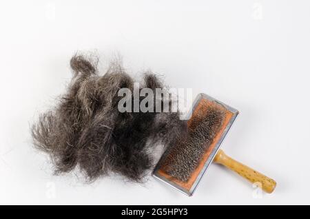 Brosse pour animaux et poils de chien noirs sur fond blanc. Peigne spécial pour enlever les poils morts d'animaux avec une poignée en bois. Bouquet de poils d'animaux. Haut v Banque D'Images