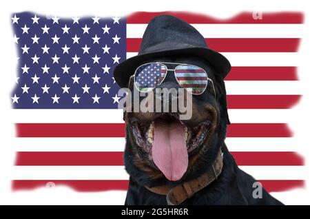Un chien noir avec des lunettes de soleil et un chapeau est assis à l'arrière-plan du drapeau. Un Rottweiler mâle devant un drapeau américain. Puissant grand animal de compagnie confiant Banque D'Images