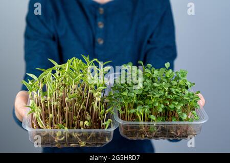 Tenez le micro-vert entre vos mains.Écrasez et écrasez les pousses d'arugula dans un plateau en plastique.Jardinage urbain.Nourriture végétalienne biologique.Vitamines utiles.Grandir à la maison.Feuilles.Faire pousser le micro-vert dans un bol. Banque D'Images