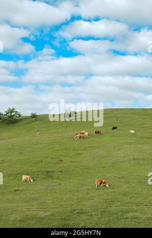 Vaches laitières à aire de répartition libre qui paissent sur les pentes des collines du Zlatibor au printemps après-midi Banque D'Images