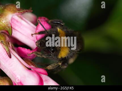 gros plan de l'abeille bourdonneuse sur la fleur Banque D'Images