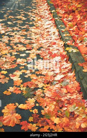 Une rue asphaltée avec un pavé couvert de nombreuses feuilles automnales colorées et colorées tombées en plein soleil un froid frais automne jour en octobre Banque D'Images