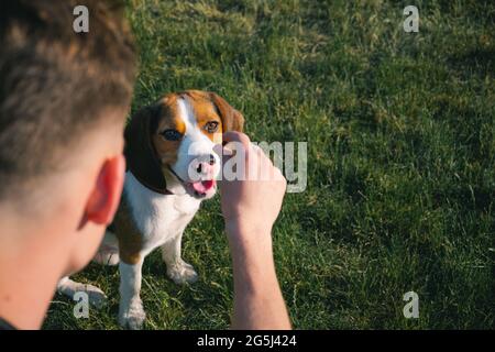 Former un chiot beagle avec des friandises à l'extérieur. L'homme montre une friandise à son chien assis sur la pelouse Banque D'Images