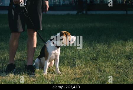 Le chien Beagle est assis sur l'herbe verte à côté de son propriétaire. Photo en coupe basse d'un chiot de race pure à côté du propriétaire Banque D'Images