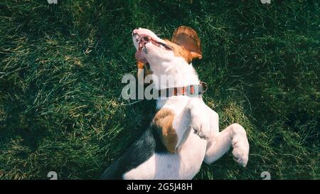 Photo aérienne d'un chien de beagle heureux posé sur l'herbe. Un chiot souriant se rafraîchissez sur la pelouse, vue du dessus Banque D'Images