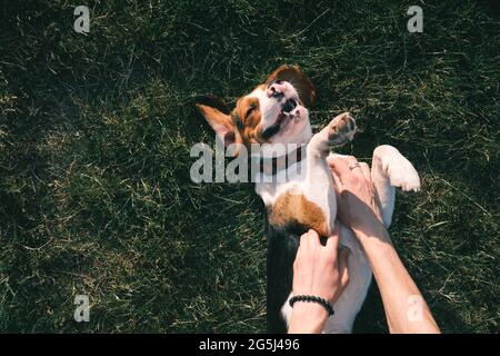 Bon chien beagle sur l'herbe, les mains humaines frottant son ventre. Un chiot souriant se rafraîchissez sur la pelouse, en vue du dessus ou en photo Banque D'Images