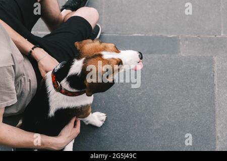 Le chien Beagle et son propriétaire s'assoient sur le trottoir, en surplomb. Style de vie avec animaux en zone urbaine, vue du dessus et espace de copie Banque D'Images
