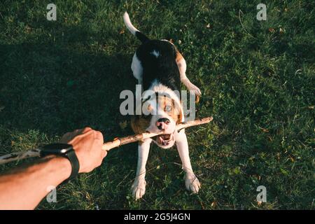 Jouer avec un chien de beagle avec bâton, la perspective de première personne. Manche de main humaine et chiot heureux sur l'herbe, point de vue grand angle Banque D'Images