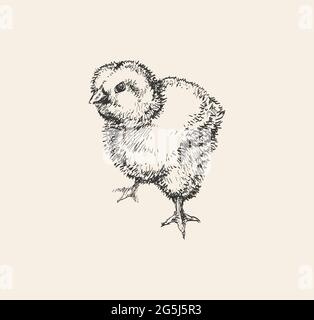 Cliquez sur l'illustration du vecteur d'esquisse dessiné à la main. Mignon petit poulet. Dessin à l'encre. Illustration de Vecteur