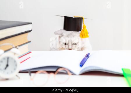 Le chat de shorthair britannique dans un chapeau de graduation étudie. Il y a des fournitures d'étude sur la table. Humour. Retour à l'école. Conce d'apprentissage et d'auto-éducation Banque D'Images