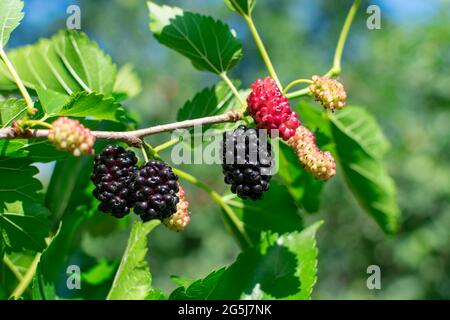 Mûre mûre sur une branche avec des feuilles dans les rayons du soleil sur un fond flou. Délicieux fruits aux mûres juteuses. Place pour une inscription. Fermer Banque D'Images