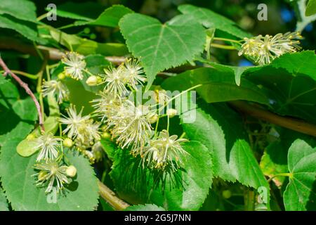 Fleurs d'un tilleul en fleur utilisé pour faire du thé médicinal, fond naturel. Gros plan. Banque D'Images