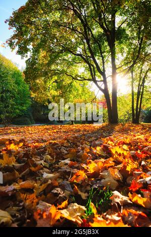 Automne d'or octobre dans la célèbre Munich Relax place - Englishgarten. Munchen, Bavière, Allemagne Banque D'Images