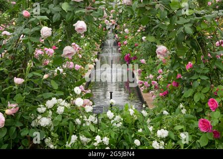 Exposition de David Austin Roses avec étang et fontaines Banque D'Images