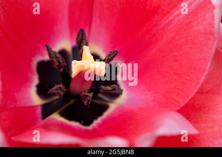 Tulipe « impression rose » Banque D'Images