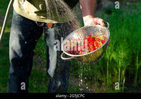 Les fraises fraîches biologiques dans une passoire sont rincées à l'eau propre Banque D'Images