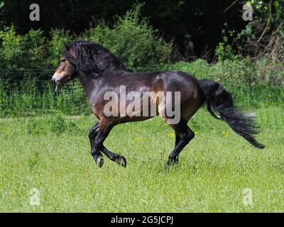 Un superbe étalon Exmoor avec une manne fluide et des canettes de queue à la liberté. Banque D'Images