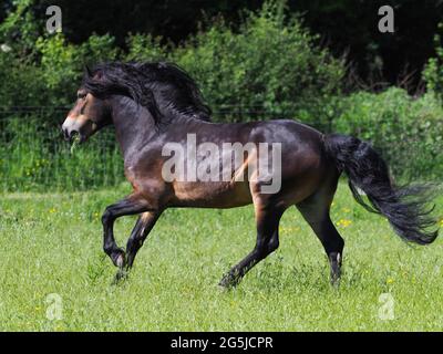 Un superbe étalon Exmoor avec une manne fluide et des canettes de queue à la liberté. Banque D'Images