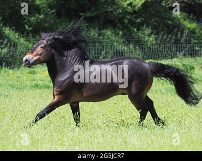 Un superbe étalon Exmoor avec une manne fluide et des canettes de queue à la liberté. Banque D'Images