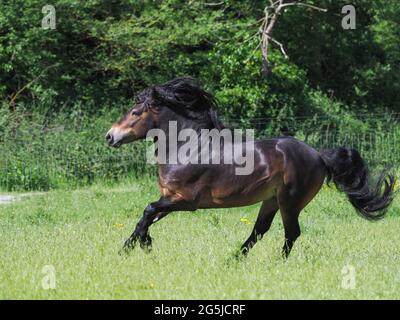 Un superbe étalon Exmoor avec une manne fluide et des canettes de queue à la liberté. Banque D'Images