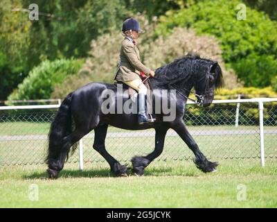 Une race rare est tombée en trottinant de poney dans l'anneau de spectacle. Banque D'Images