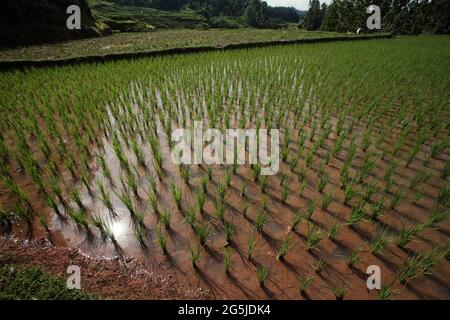 Rizières à Rantetayo, Tana Toraja, Sulawesi du Sud, Indonésie. Les températures plus élevées causées par le réchauffement climatique devraient réduire les rendements des cultures de riz en Indonésie. Les changements dans les tendances d'El Nino, qui ont une incidence sur le début et la durée de la saison humide, envoient également la production agricole à un statut vulnérable. Le développement de variétés de riz locales nouvelles ou améliorées, plus résilientes, qui font écho à des études récentes menées dans d'autres pays, pourrait être l'une des clés de l'atténuation. Banque D'Images