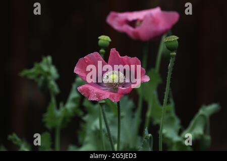 Coquelicot rouge et violet sur fond sombre. Banque D'Images