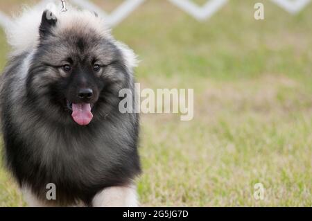 Keeshond dans l'anneau d'exposition de chien Banque D'Images