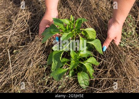 Le jardinier patching les plantes dans le jardin de la maison, vue d'un sommet. Banque D'Images