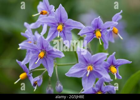 Solanum crispum 'Glasnevin', arbre de pommes de terre chilien Banque D'Images