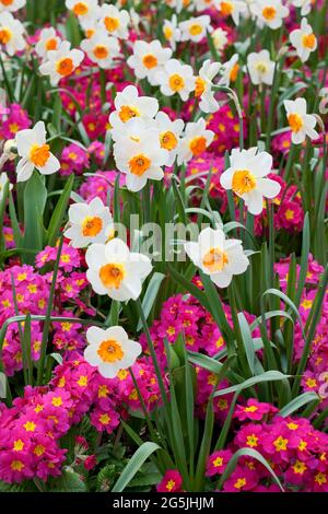 Jonquilles sous-plantées de primuls Banque D'Images