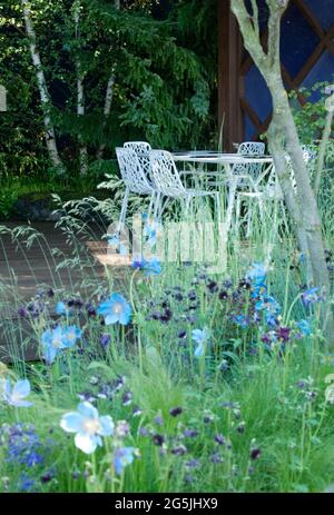 Vue sur la table et les chaises contemporaines sur la terrasse, Meconopsis betonicifolia, Aquilegia vulgaris 'Black Barlow', Stipa tenuissima Banque D'Images