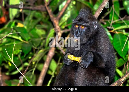 Macaque, Célébes macaque à crête, Macaque à crête noire, Macaca nigra, Réserve naturelle de Tangkoko, Nord Sulawesi, Indonésie, Asie Banque D'Images