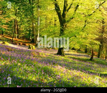 bleuets en forêt de hêtre, printemps, Banque D'Images