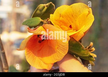 Gros plan sur une fleur de bois de rose orange. Tulipe indienne. Banque D'Images