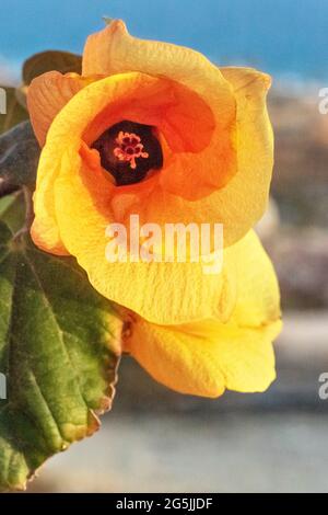 Gros plan sur une fleur de bois de rose orange. Tulipe indienne. Banque D'Images