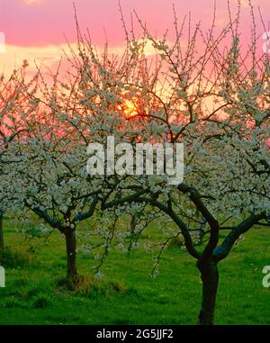 verger de pommes, coucher de soleil, Banque D'Images