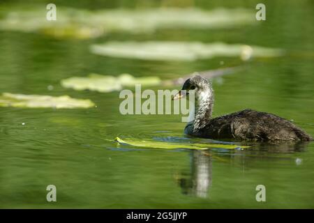 La vieille poussette de coot (Fuluca atra) nage sur l'étang. Printemps, jour de juin.Fermer, vue horizontale. Banque D'Images