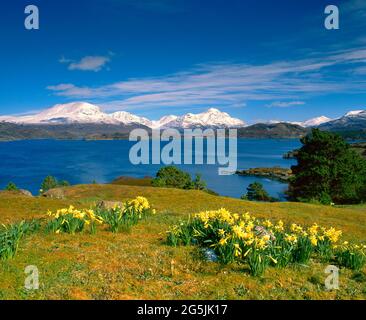 Royaume-Uni, Écosse, Highlands, Wester Ross, Loch Shielddaig, paysage de printemps, avec jonquilles, Banque D'Images