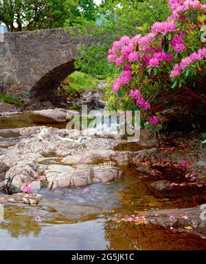 Royaume-Uni, Écosse, rivière rocheuse, avec pont en pierre, et rhododendrons, Banque D'Images