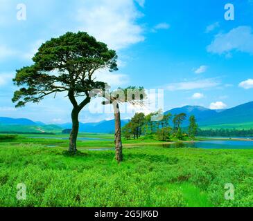 Royaume-Uni, Écosse, Strathclyde, Loch Tulla, avec pins calédoniens, Banque D'Images