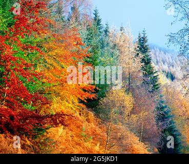 Royaume-Uni, Écosse, Highlands, forêt d'automne, dépolie, Banque D'Images