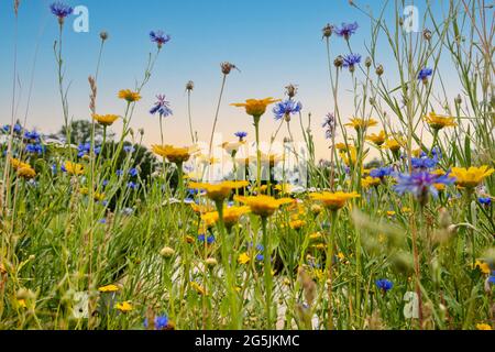 De belles fleurs de champs comme le pavot, le maïs et les cornflowers mélangés, province d'Overijssel, aux pays-Bas Banque D'Images