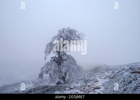 Forêt de sapins espagnols dans le parc national de la Sierra de las Nieves, Espagne Banque D'Images