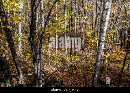 Tombez les feuilles de couleur sur les bouleaux dans les bois du Banning State Park, grès, Minnesota, États-Unis. Banque D'Images