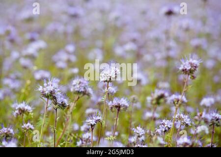 Phacelia tanacetifolia est également connue comme Lacy phacelia, un champ de fleurs de tansy bleu ou pourpre, planté pour les abeilles. À l'extérieur, par beau temps d'été. Banque D'Images