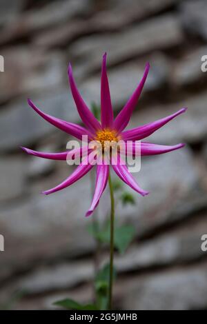 Dahlia frappant 'Honka fragile Pink', pas tout à fait ouvert Banque D'Images