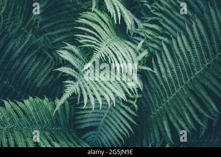 Le fond vert foncé de la texture de la fougère ressemble à une jungle cosmique. Mise au point douce de plantes exotiques aux couleurs émeraudes profondes et éclatantes. Abstrait tropical Banque D'Images