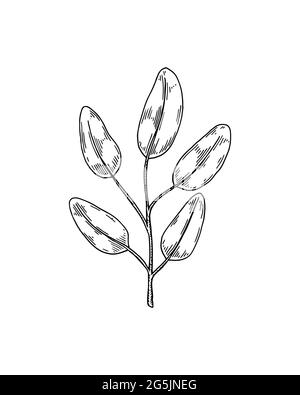 Branche dessinée à la main avec des feuilles isolées sur fond blanc. Illustration vectorielle dans le style d'esquisse Illustration de Vecteur